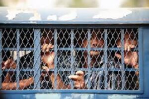 বন্দীদের নির্জন কারাবাস 